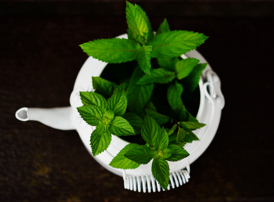 13 Manfaat Pati Minyak Peppermint